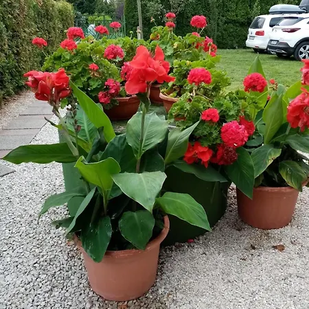 شقة Direkt Am Mit Klima, Garten Und Pool Balatonmáriafürdő